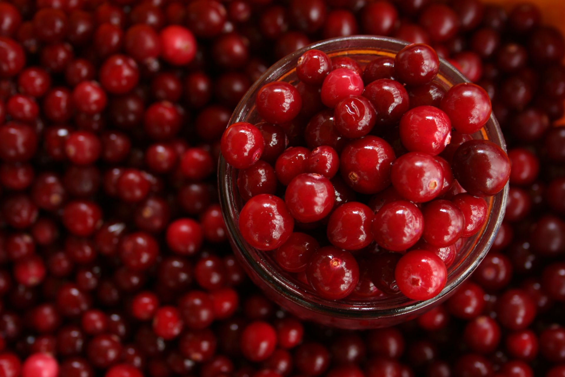 What's special is that the raw fruit used is Wisconsin native blueberries 1 - Thumbprint Cran-Bic: The Art of Natural Fermentation