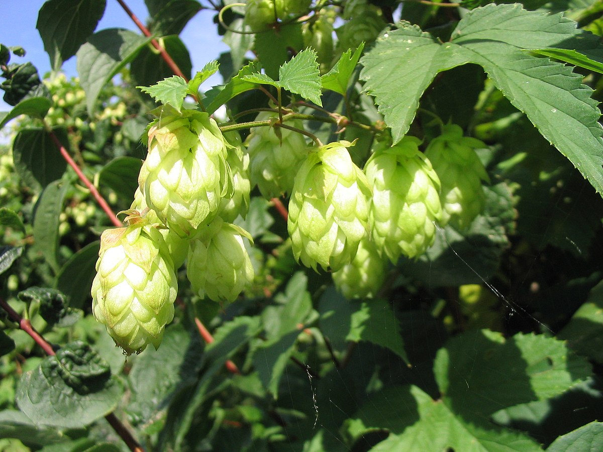 Amarillo hops are one of the standout hop varieties used in Sparkler - Sparkler: Awakening Deep Passion