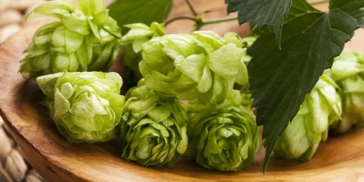 White Oak: Eine Liebe, die nie vergessen wird Amerikanische Hopfen wie Cascade und Centennial tauchen als zarte Note auf - White Oak: Eine tiefe und unvergessliche Liebe