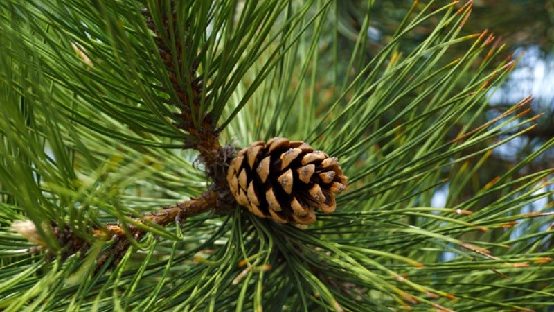 Der Kiefernnadelgeschmack wird dem Bier nicht als Gewürz, sondern als Seele dieses Bieres hinzugefügt - Imperial Spruce India Pilsner: Wilder und zarter Waldblumengeschmack