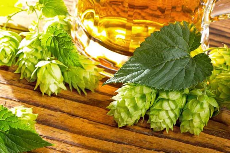 Krampus is also dry hopped with Willamette hops during the conditioning stage - Krampus: The Fire Traveler in the Snow
