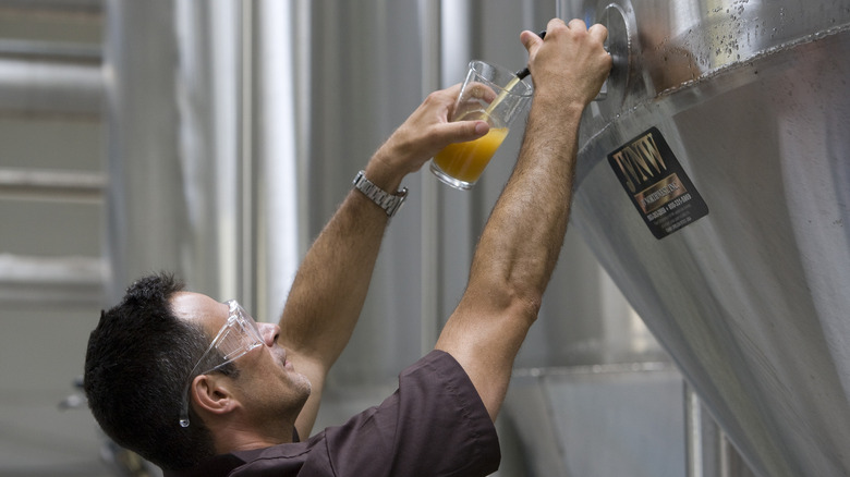 My Antonia con duoc to diem bang ky thuat dry hopping &ndash; them hoa houblon kho o giua va cuoi giai doan lager - My Antonia: Vũ Điệu Của Những C&aacute;nh Hoa Bia
