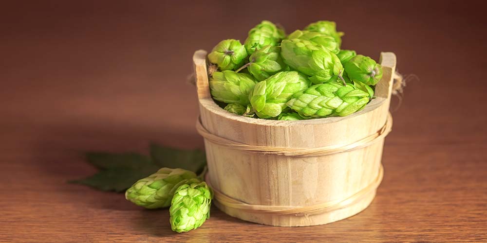 Tettnang is an indispensable hop in the process of creating Apollo - Apollo: The Golden Moment of Wheat and Yeast
