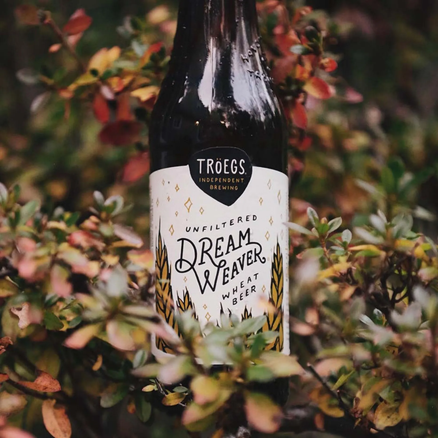 DreamWeaver Wheat has a simple design but creates a very relaxing feeling - DreamWeaver Wheat: Dream Wheat Turns into Drunk Yeast