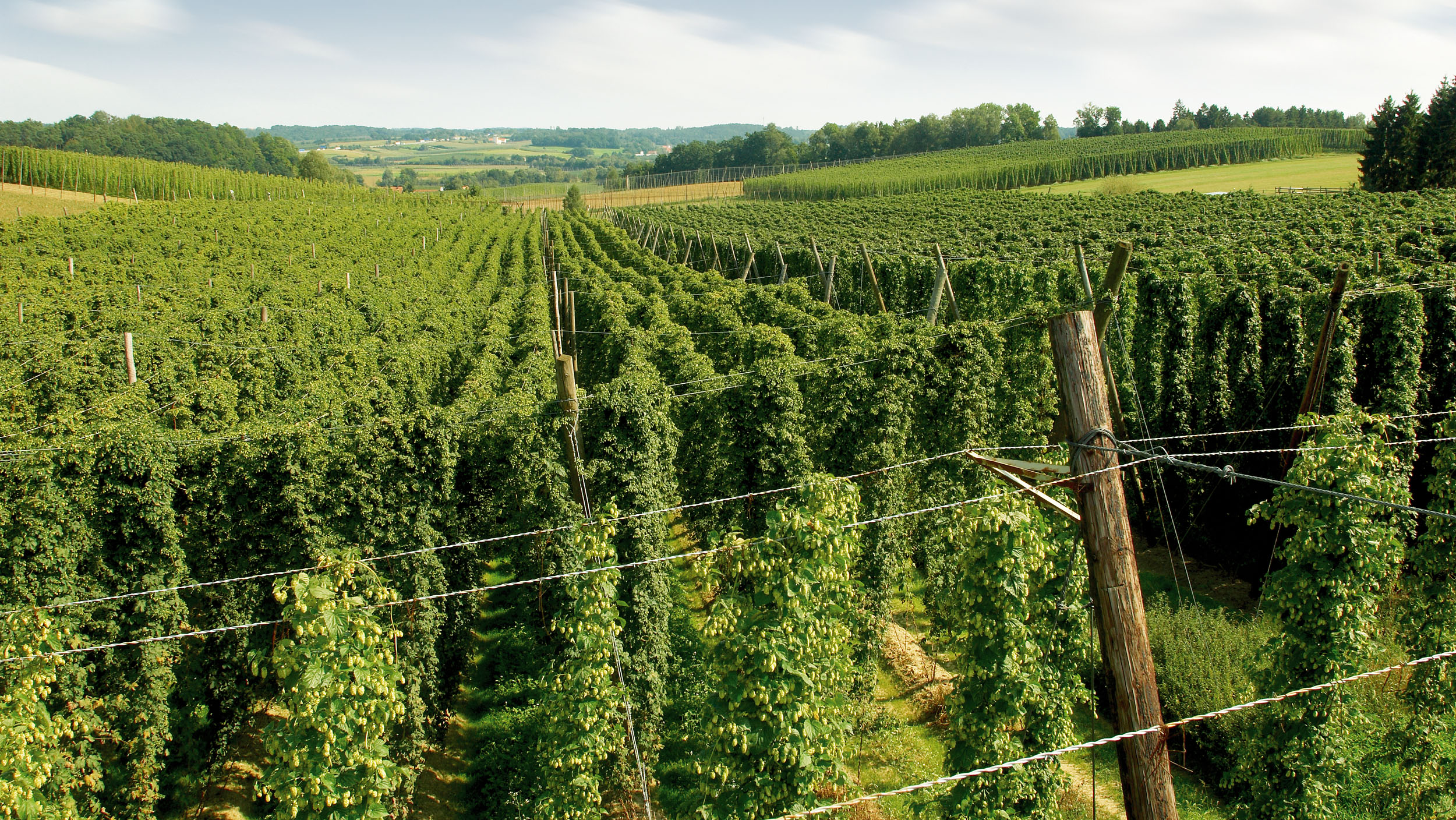 Images of Hallertau hops, the main ingredient that creates the smooth, creamy Nuremberg Rotbier - Rotbier Nuremberg: The Red Wine Awakens from the Heart of the Old Town